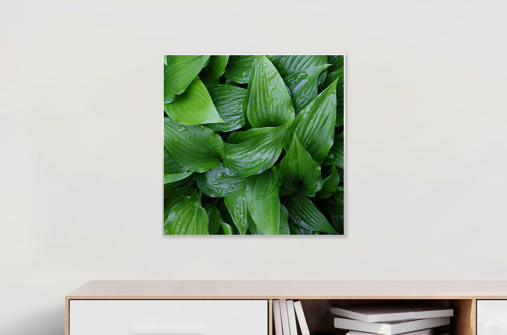 Wandposter 50 x 50 cm